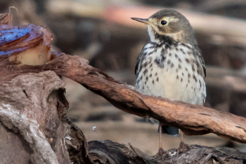 タヒバリの写真1｜胸の斑模様が特徴的です。