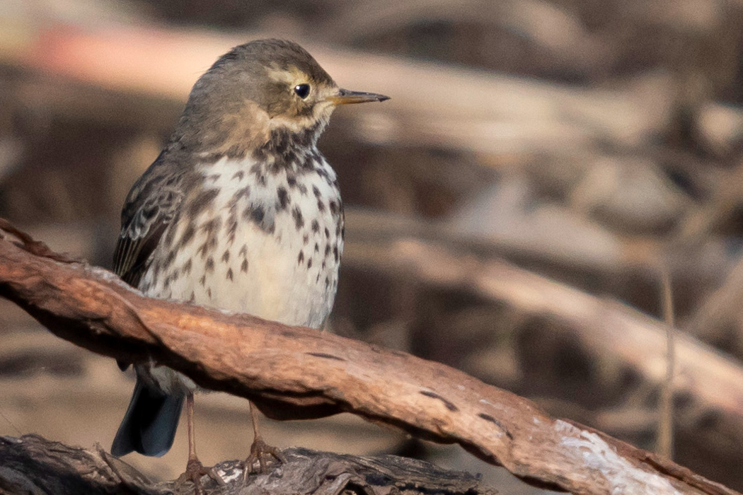 タヒバリの写真3｜目の周りが明るい色をしています。