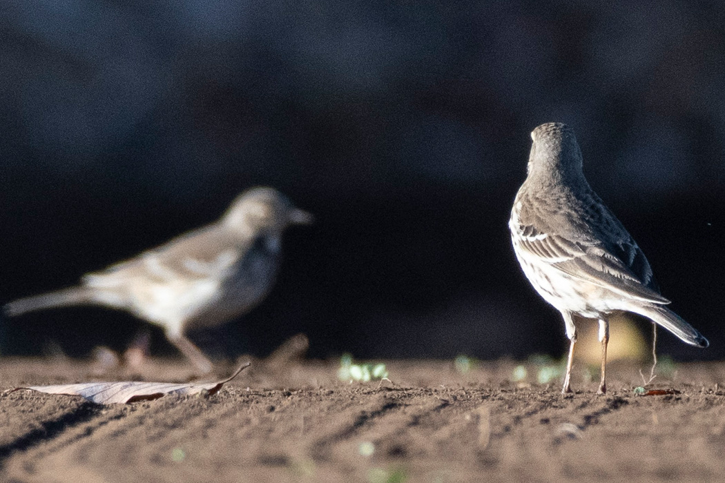 写真｜「タヒバリ」
