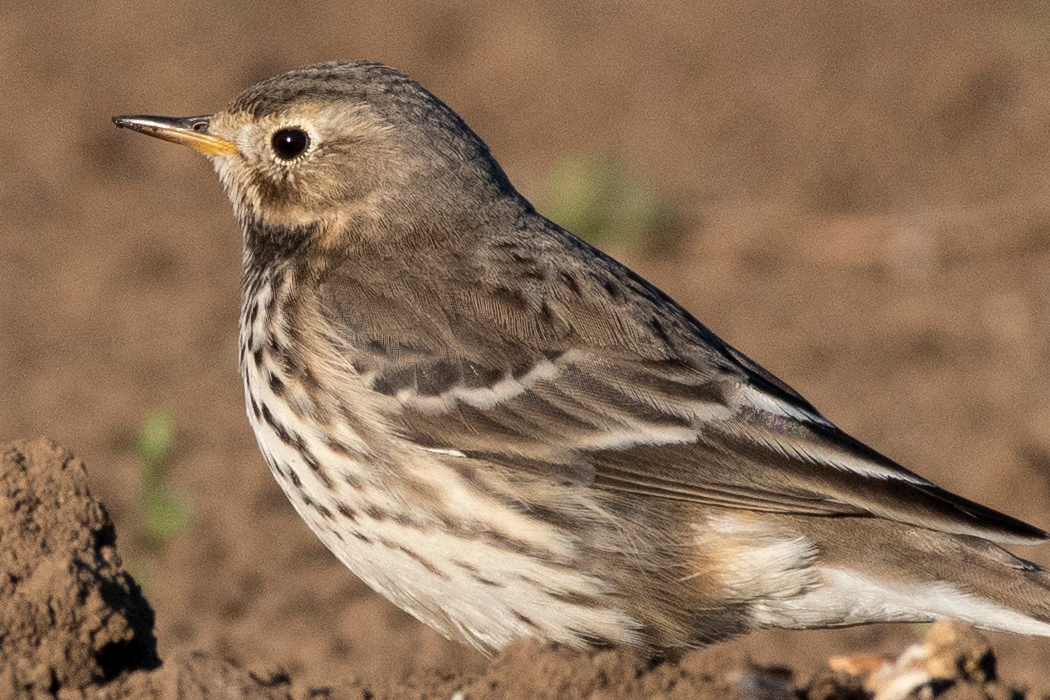 タヒバリの写真5｜嘴は黄色です。