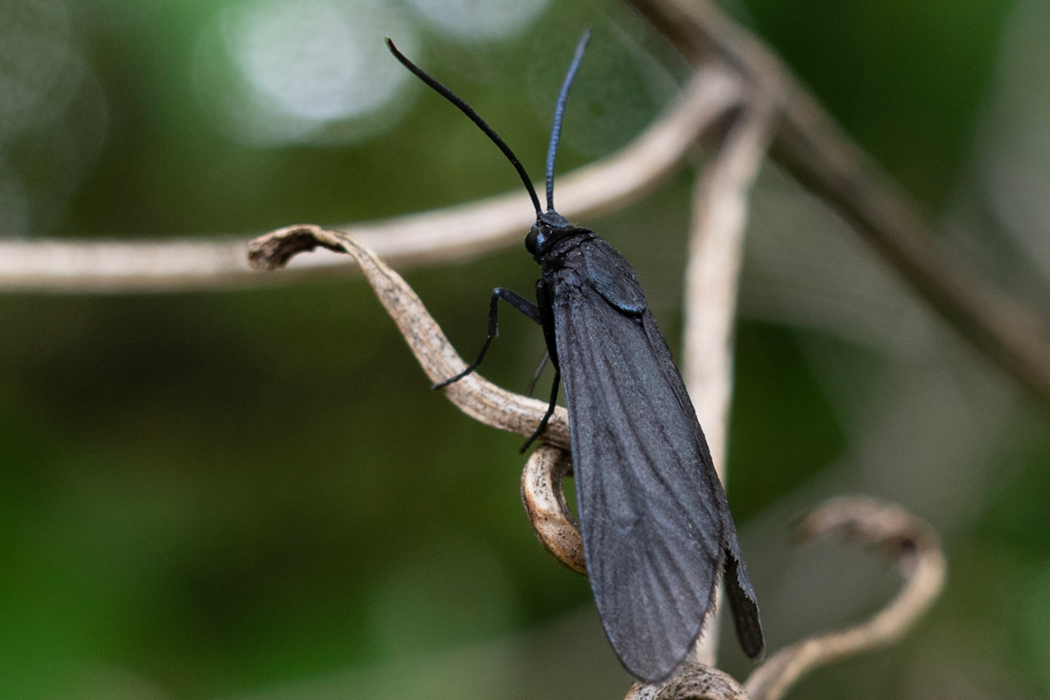 Picture of --1｜The entire body is black, including the wings.