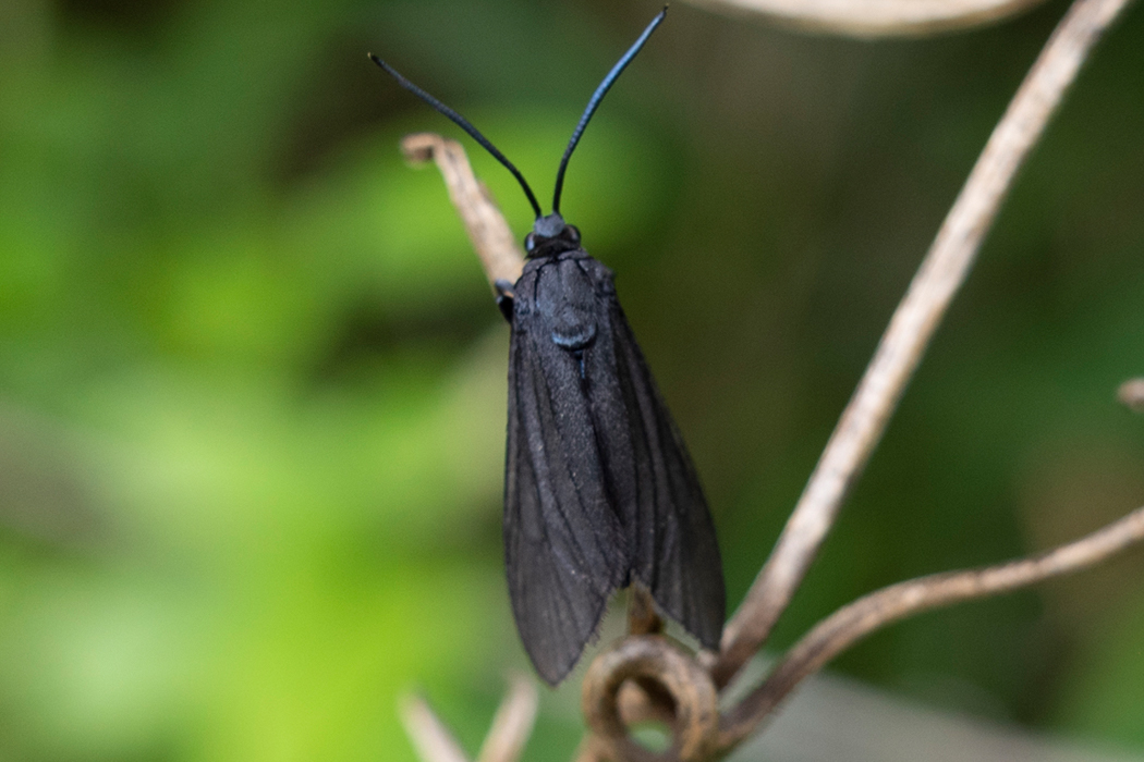 Picture of --2｜The antennae are slightly blue.
