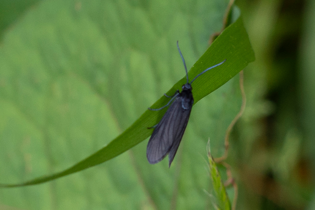 Picture of --3｜It was attached to a bamboo leaf.