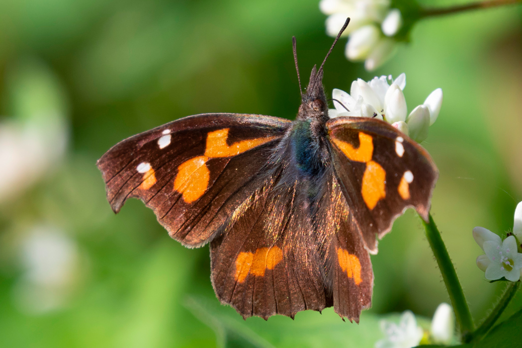 写真｜「テングチョウ」