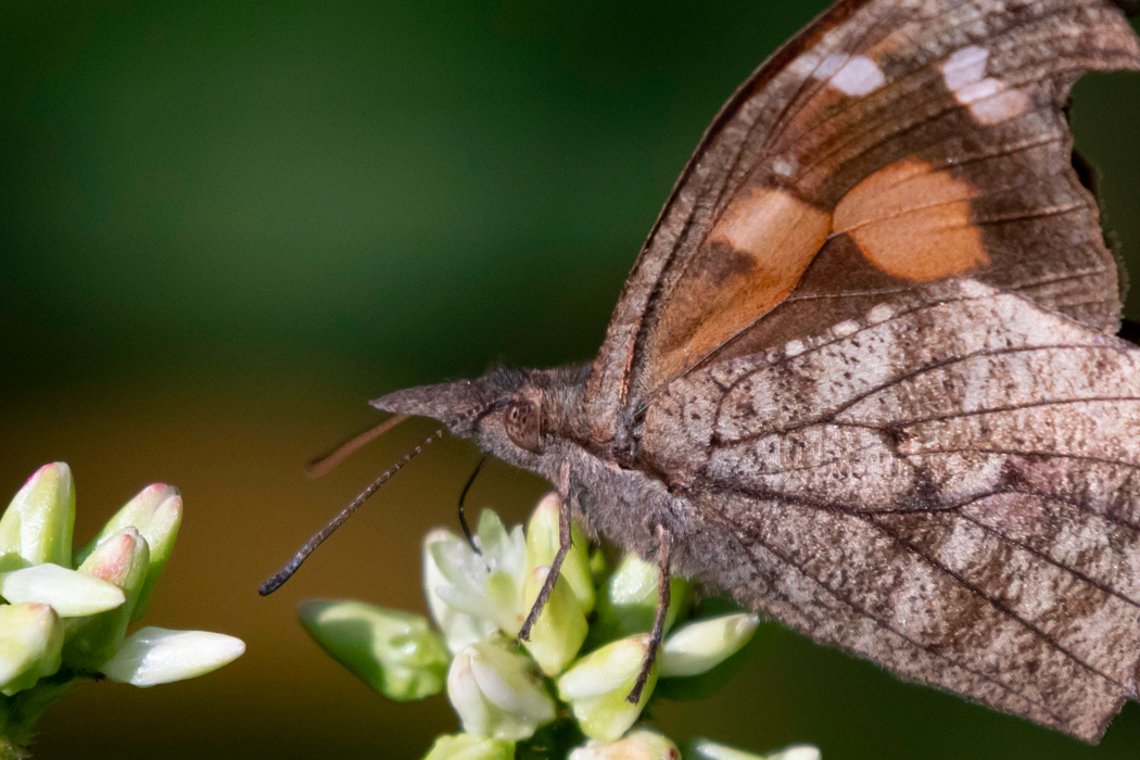 テングチョウの写真2｜天狗のようなパルピが特徴的です。