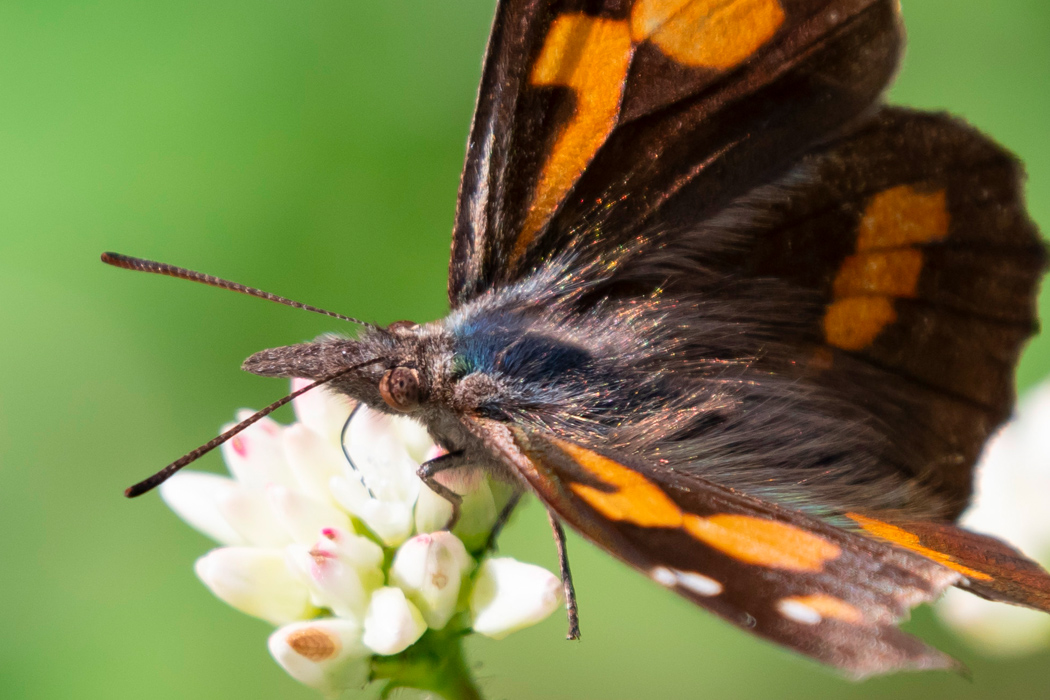 テングチョウの写真3｜花の蜜を吸っていました。