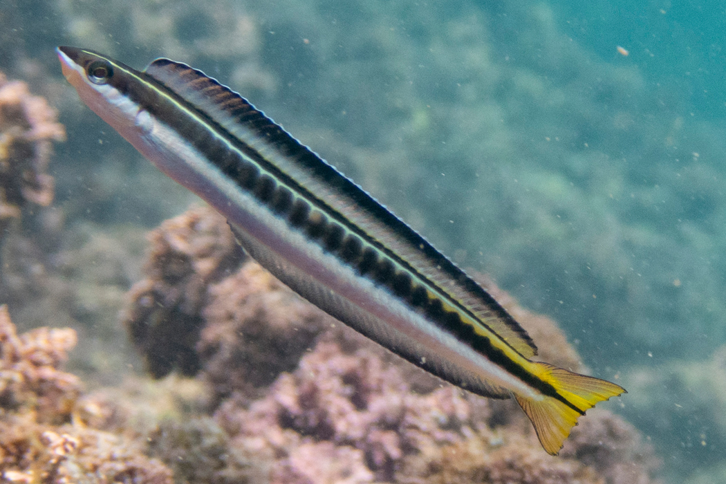 写真｜「テンクロスジギンポ」