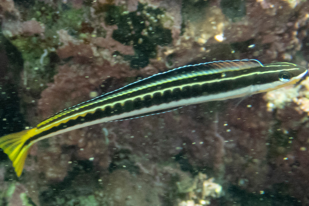 写真｜「テンクロスジギンポ」