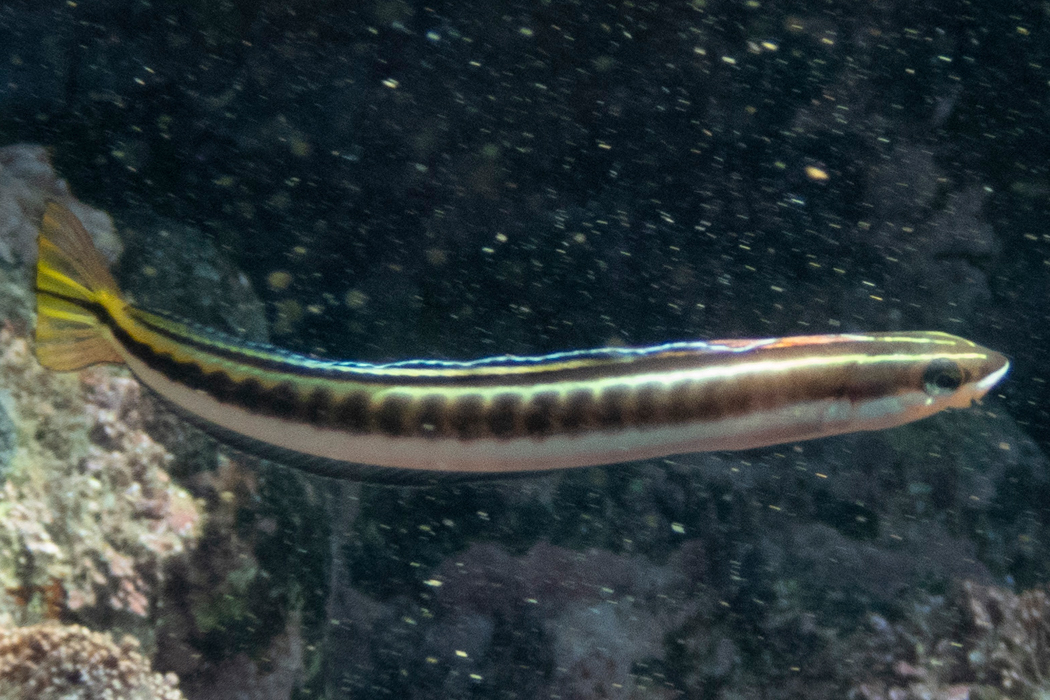 テンクロスジギンポの写真4｜光を反射するときれいです。