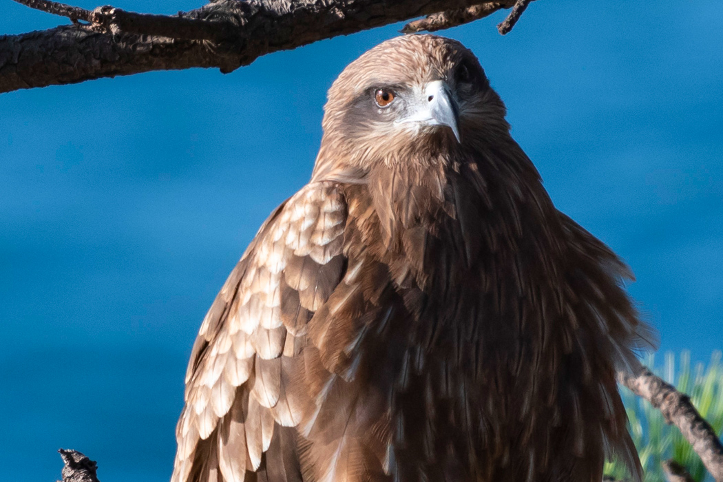 写真｜「トビ」