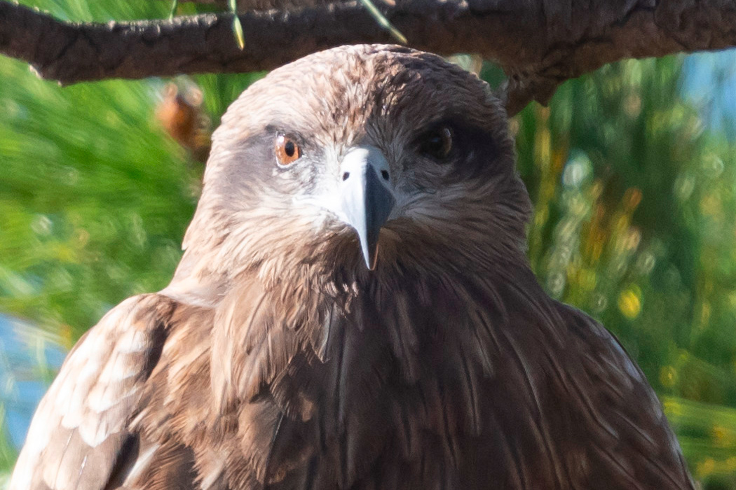写真｜「トビ」