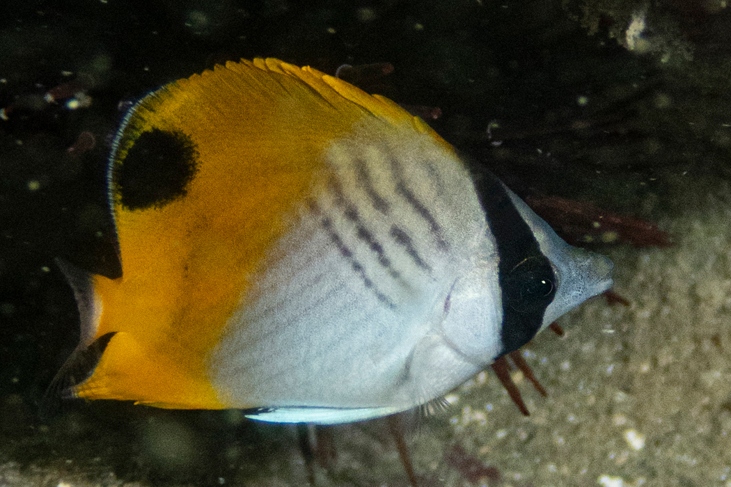 トゲチョウチョウウオの写真1｜体に黒い平行線が走ります。