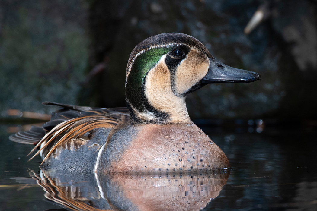 トモエガモの写真1｜黒、褐色、黒の特徴的な模様です。