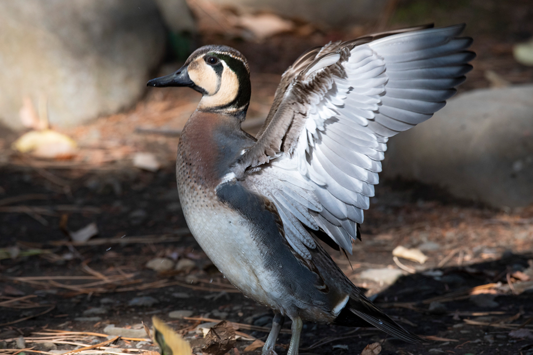 トモエガモの写真2｜翼をはためかせました。