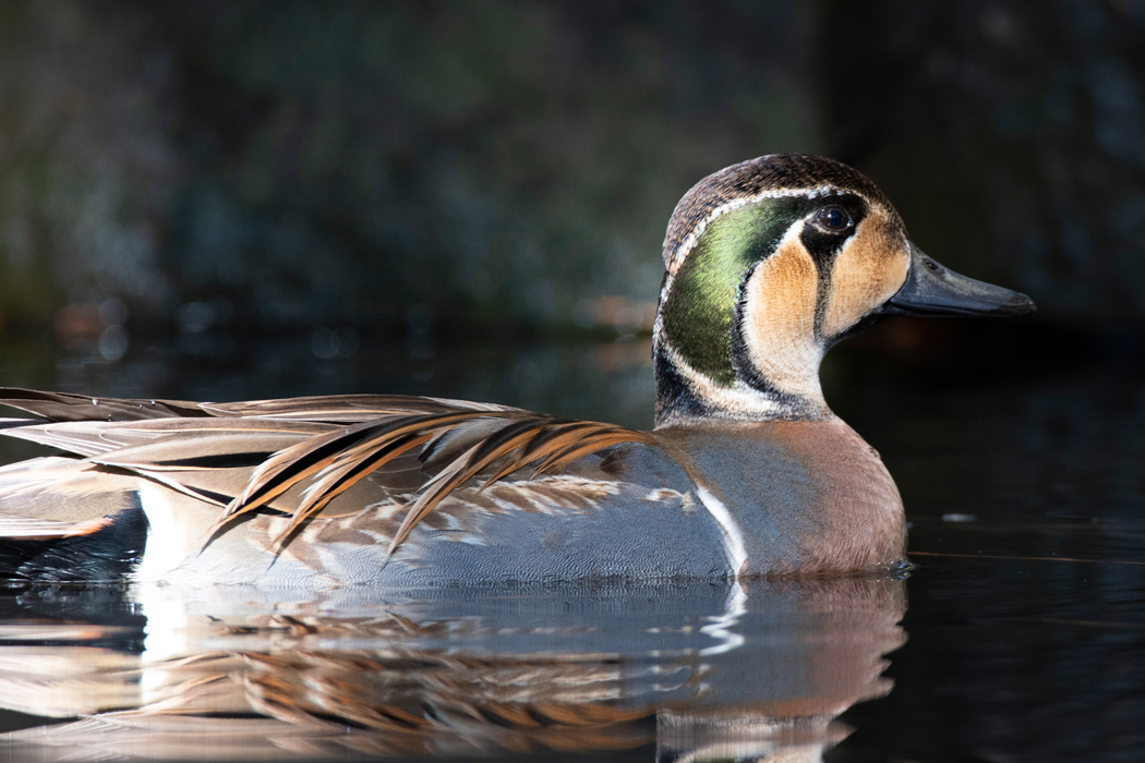 トモエガモの写真3｜肩羽が体の側面まで垂れています。