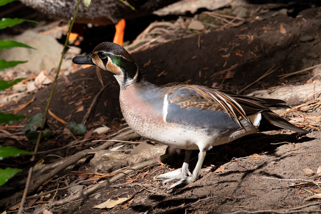 トモエガモの写真4｜水から上がって歩いていました。