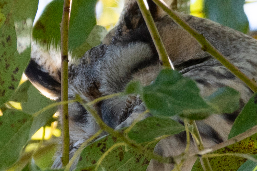 トラフズクの写真2｜目を瞑っていました。