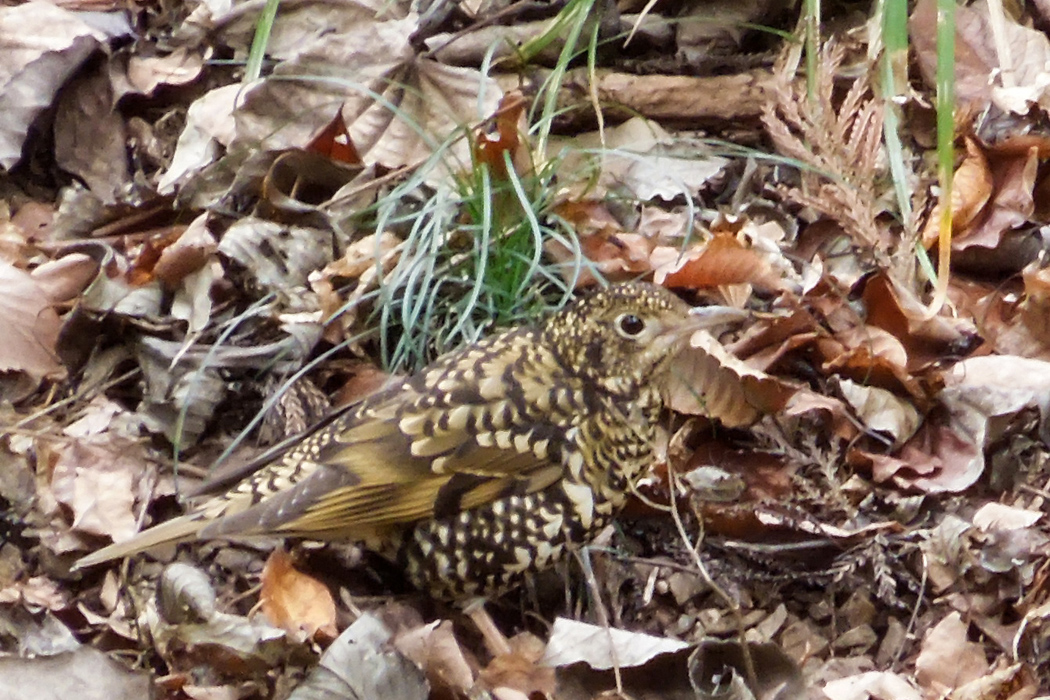 トラツグミの写真1｜体全体が虎模様です。