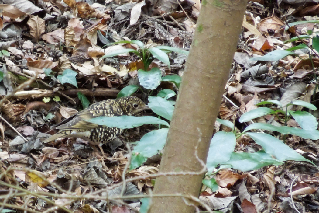 トラツグミの写真2｜地面を掘って何かを食べていました。