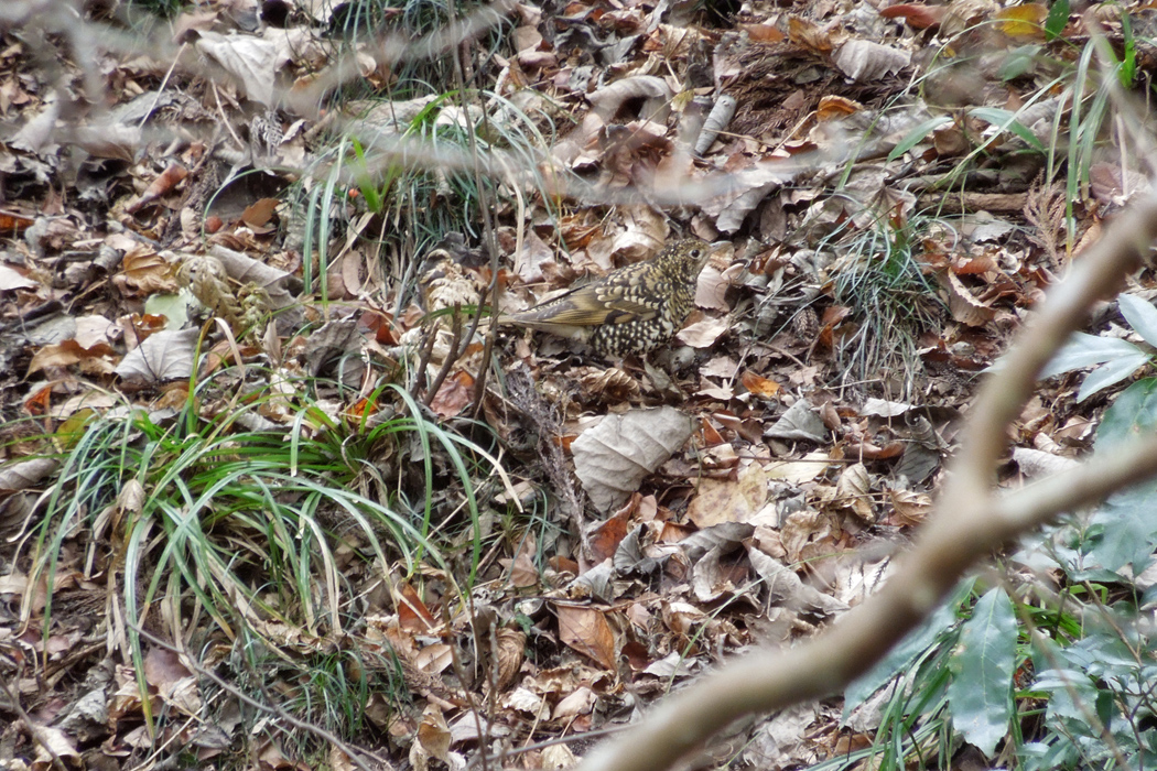 写真｜「トラツグミ」