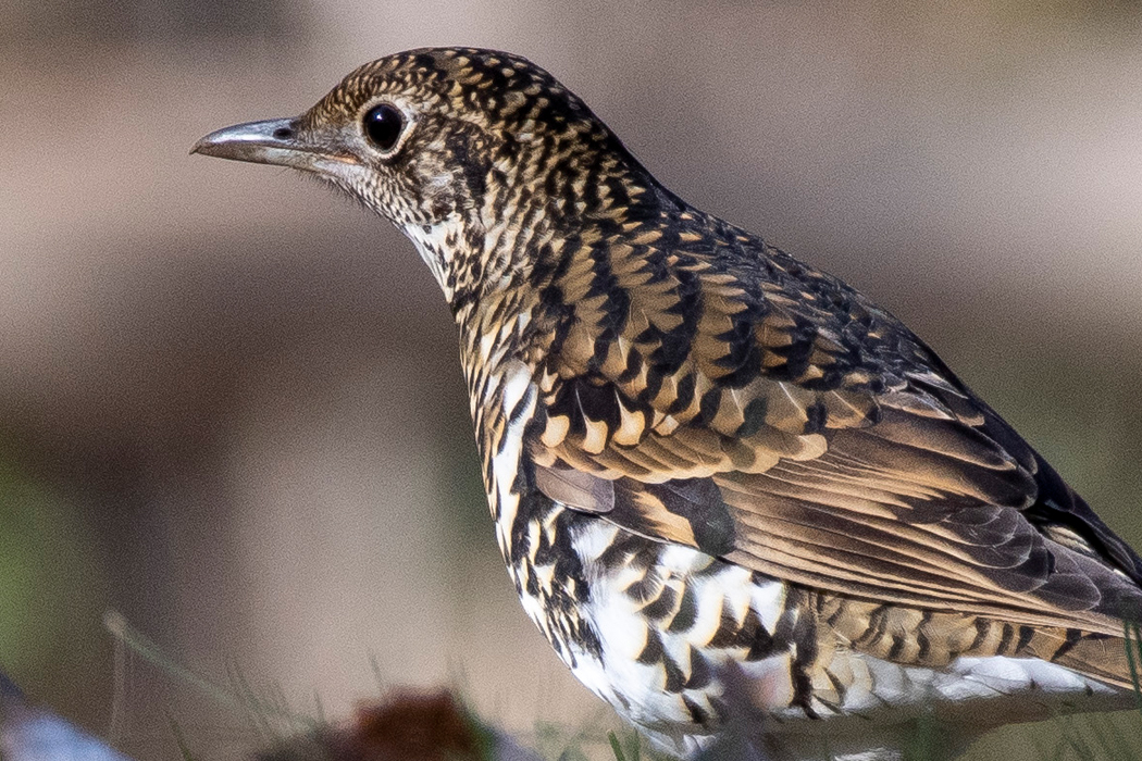 トラツグミの写真4｜昼の公園にいました。