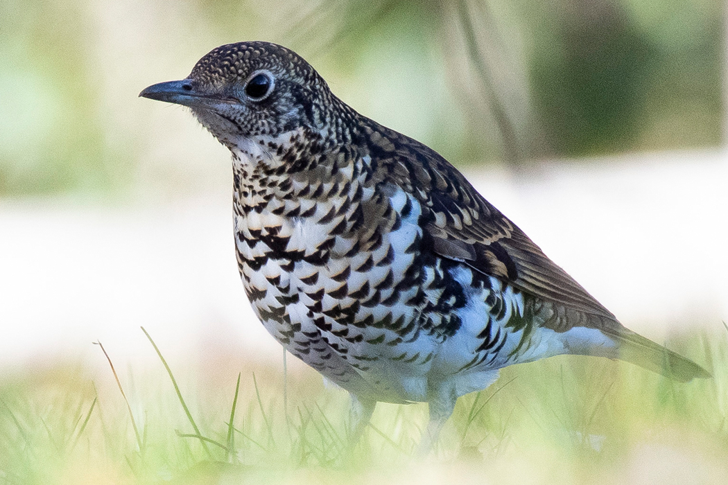 写真｜「トラツグミ」