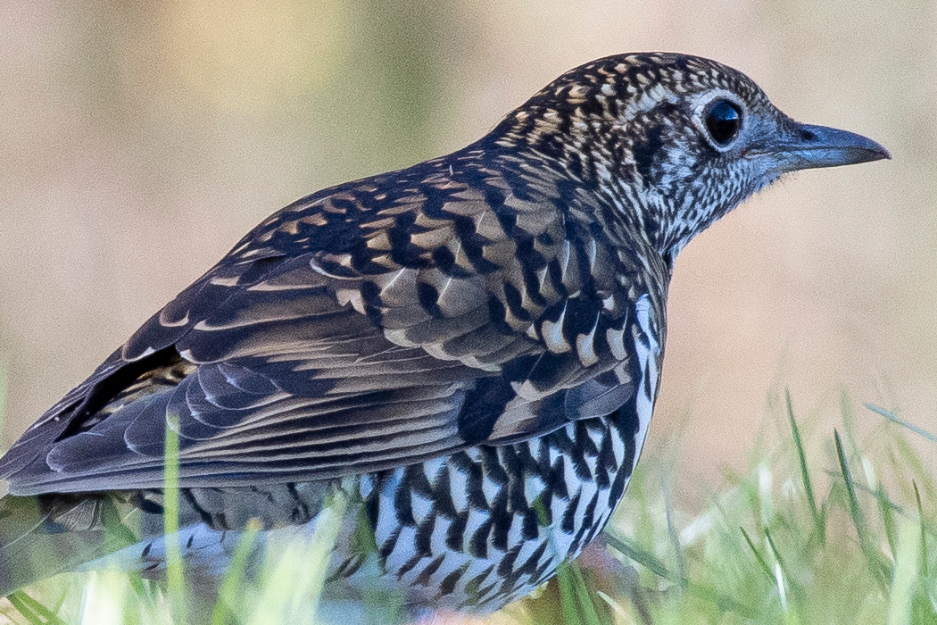 写真｜「トラツグミ」