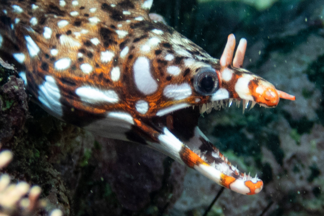 写真｜「トラウツボ」