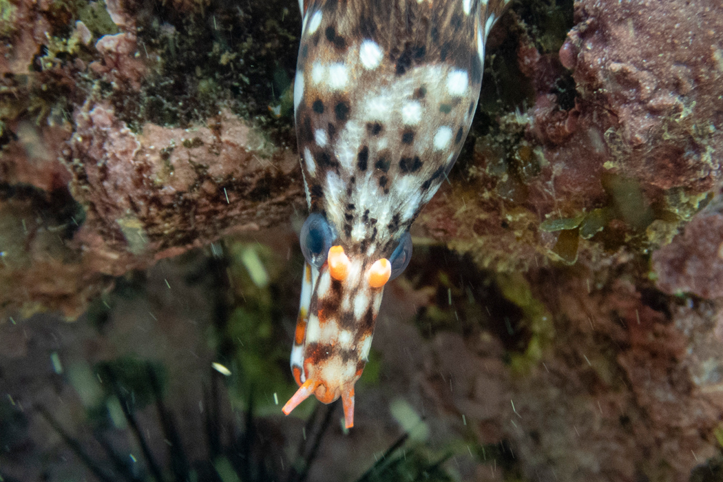 写真｜「トラウツボ」