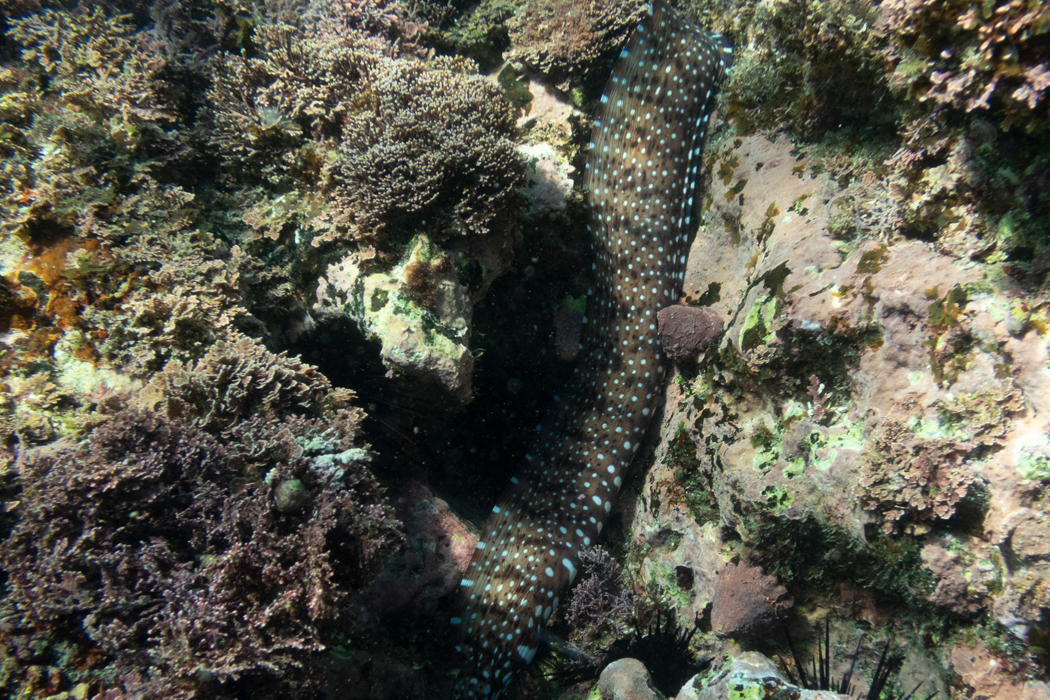 Picture of Dragon moray4｜They are darker than moray eels.