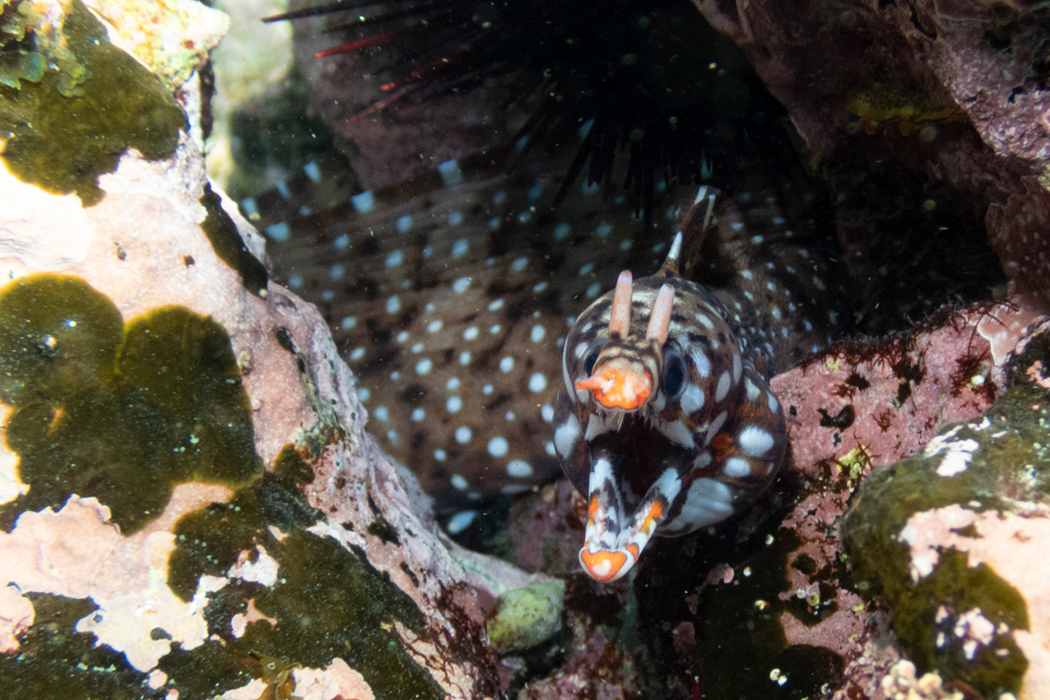 Picture of Dragon moray5｜It was peeking out from between the rocks.