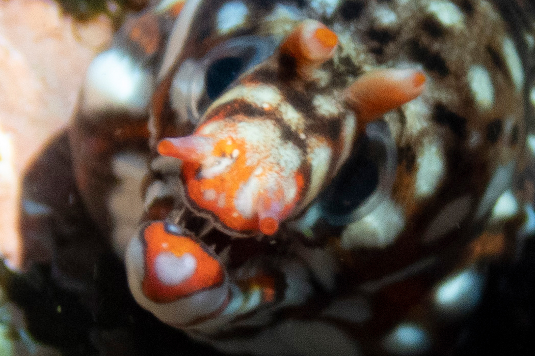 Picture of Dragon moray6｜It's a cute face when you close your mouth.