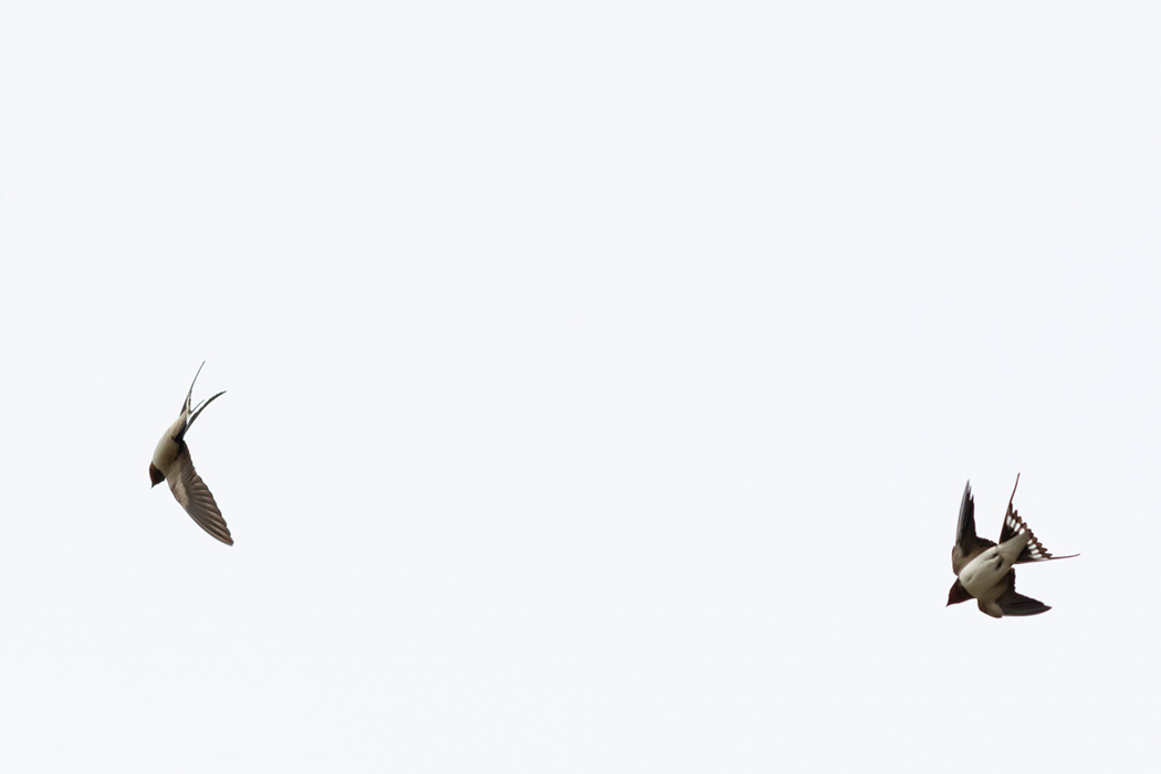 ツバメの写真2｜急旋回も得意です。