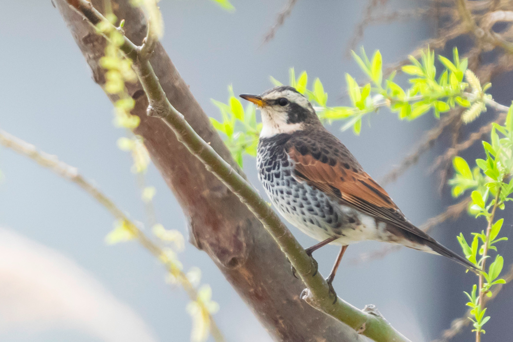 写真｜「ツグミ」