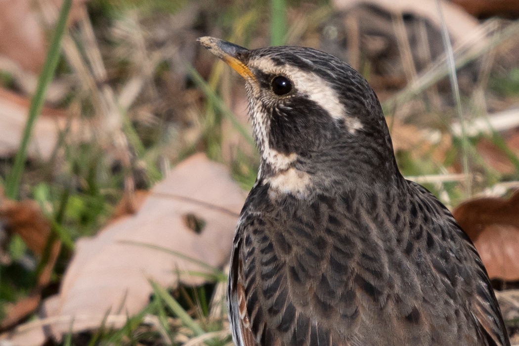 ツグミの写真7｜眉の後ろまで白いです。