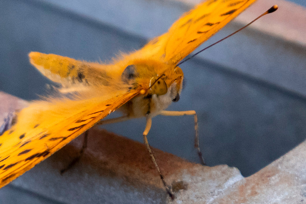 写真｜「ツマグロヒョウモン」
