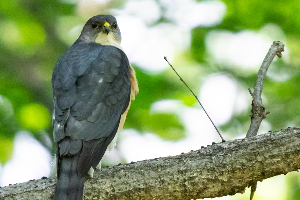 ツミの写真1｜背面が青黒色をしたオスです。