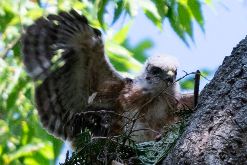 ツミの写真3｜巣から顔を出した幼鳥です。