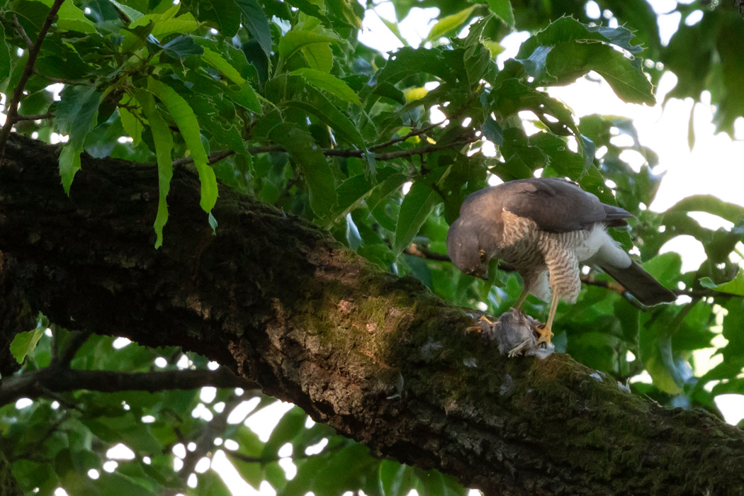 ツミの写真4｜小鳥を捕らえてきて羽をむしっていました。