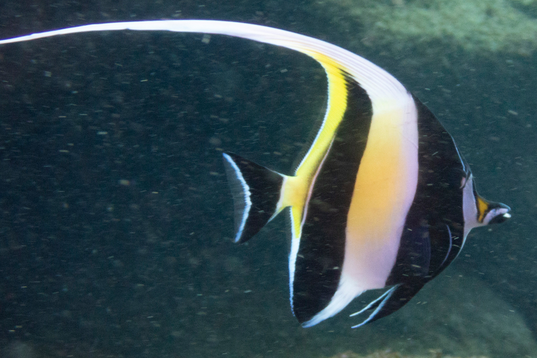 写真｜「ツノダシ」