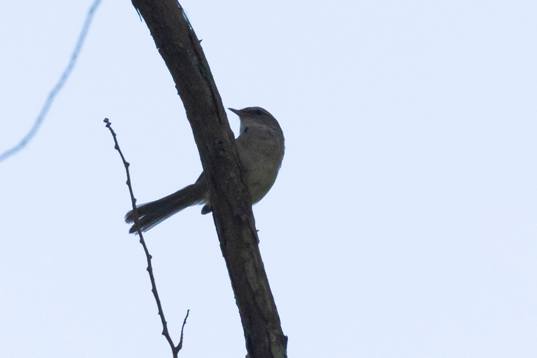 Picture of Japanese Bush Warbler3｜Travel back and forth through the shadowy branches.