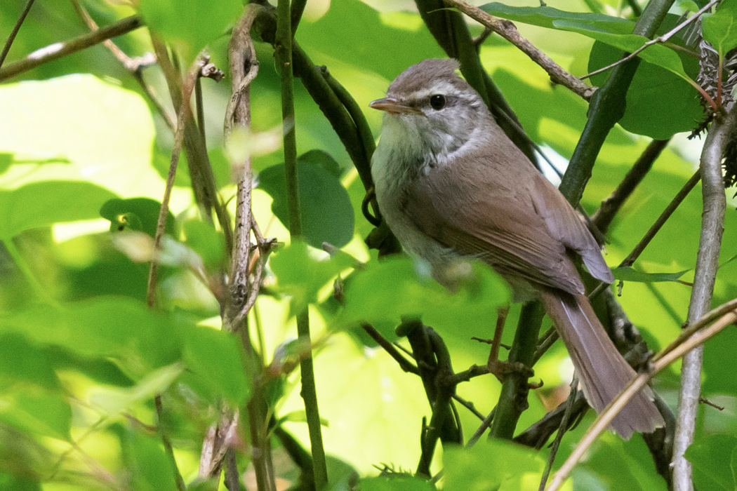Picture of Japanese Bush Warbler4｜It has just emerged from the bush.