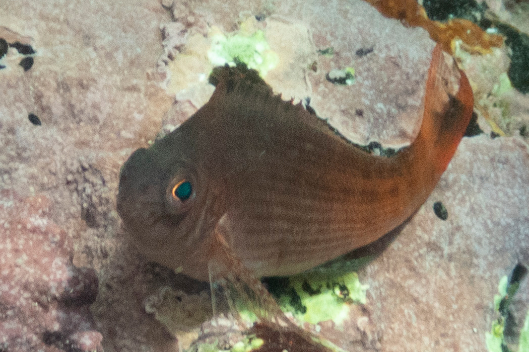 ウイゴンベの写真2｜底に降りた姿はゴンベです。