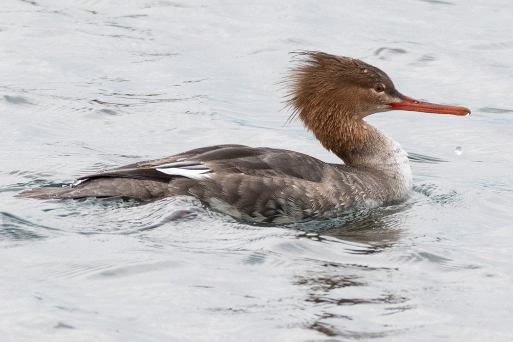 写真｜「ウミアイサ」
