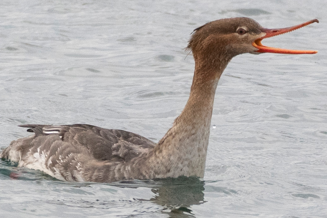 写真｜「ウミアイサ」