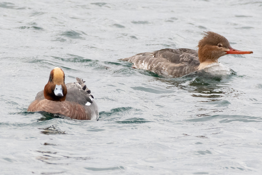 ウミアイサの写真3｜ヒドリガモの群れに混じっていました。