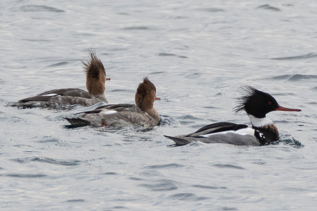 写真｜「ウミアイサ」
