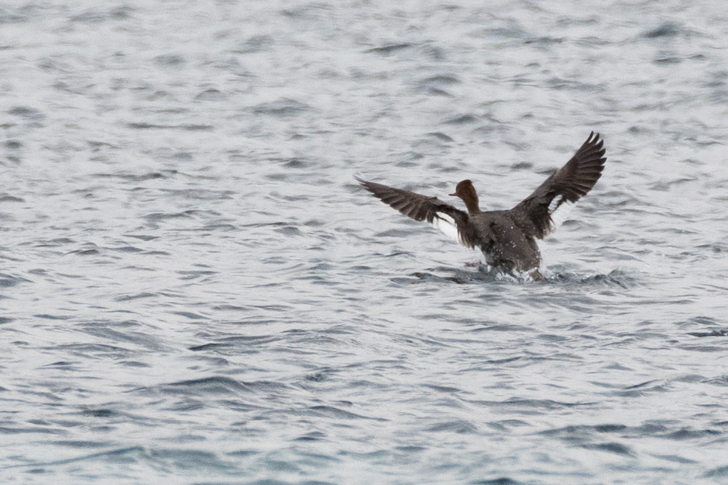 ウミアイサの写真5｜風切羽の一部が白いです。
