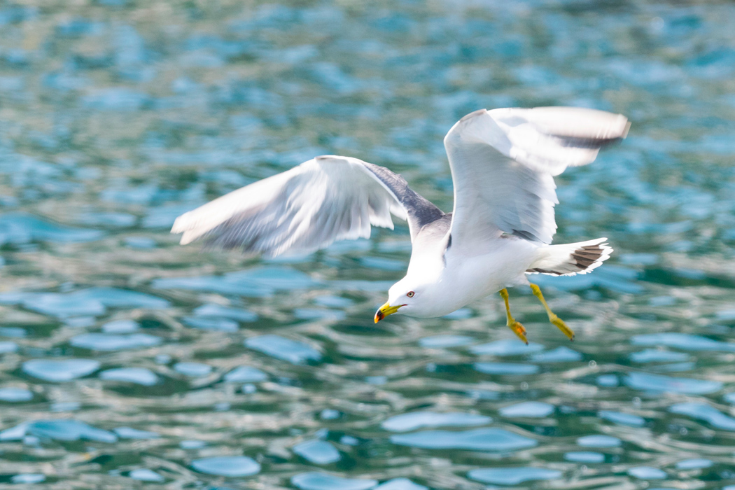 ウミネコの写真1｜海面付近を飛んでいました。