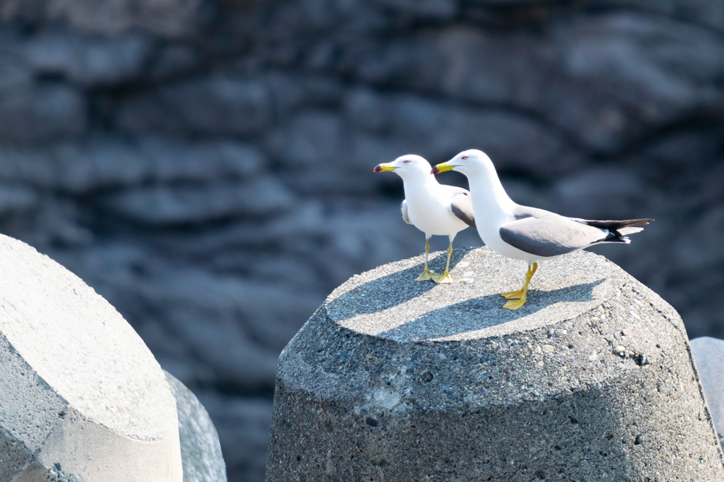 ウミネコの写真2｜テトラポッドの上に集まっていました。
